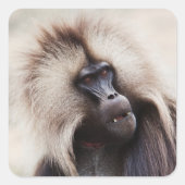 Gelada baviaan, Ethiopië Vierkante Sticker (Voorkant)