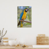 Gelbbrustera macaw op baard poster (Keuken)