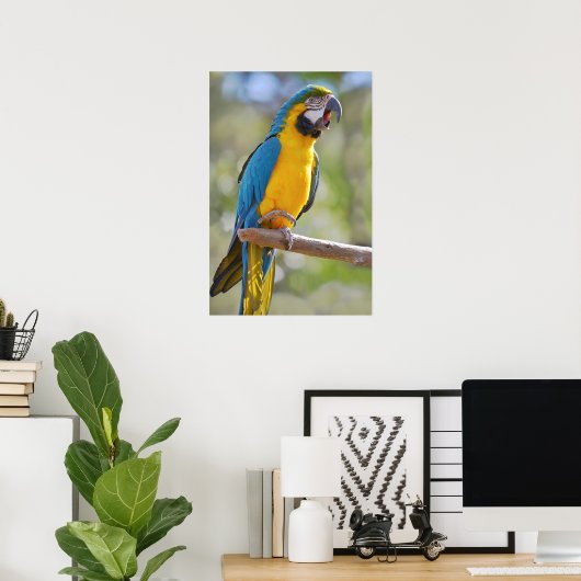 Gelbbrustera macaw op baard poster (Thuiskantoor)