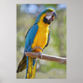 Gelbbrustera macaw op baard poster (Voorkant)