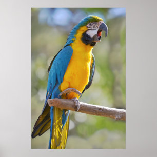 Gelbbrustera macaw op baard poster