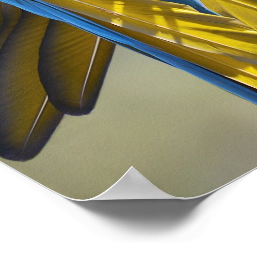 Gelbbrustera macaw op baard poster (Hoek)