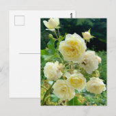 Gelbe Rose Postkarte Briefkaart (Voorkant / Achterkant)