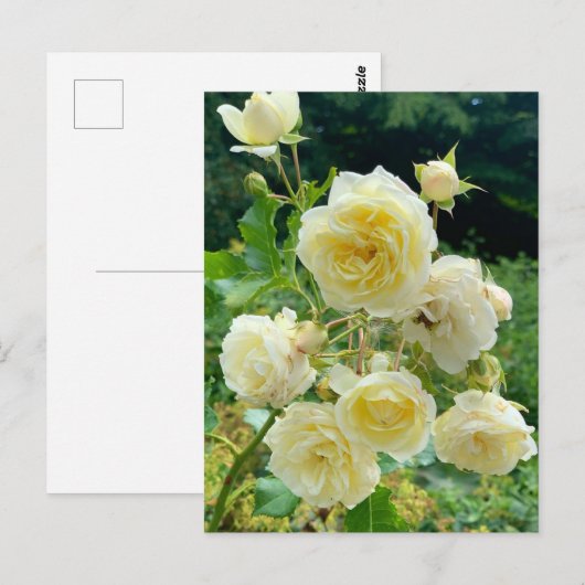 Gelbe Rose Postkarte Briefkaart (Voorkant / Achterkant)