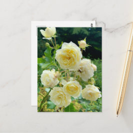Gelbe Rose Postkarte Briefkaart
