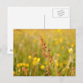 Gelbe Sommerwiese Briefkaart (Voorkant / Achterkant)