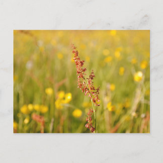 Gelbe Sommerwiese Briefkaart