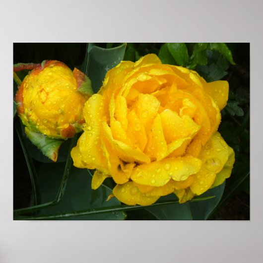 Gelbe Tulpe vom Keukenhof Park Poster (Voorkant)