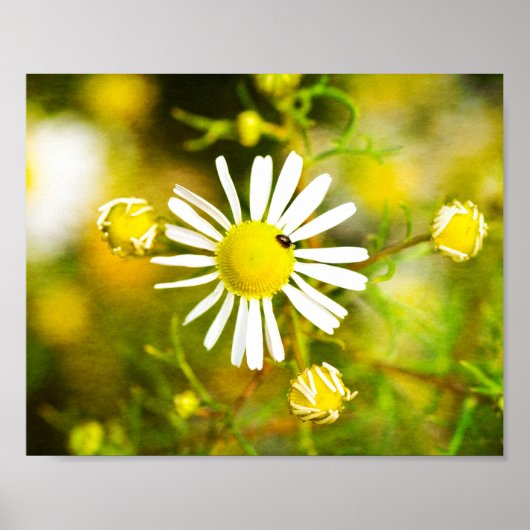 Gelber Traum der Natur Poster (Voorkant)