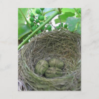 Geld Nest Eieren