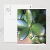 Geldmiddelen Plant Briefkaart (Voorkant / Achterkant)