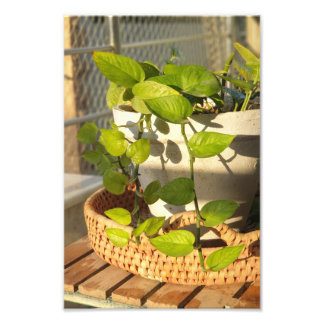 Geldmiddelen Plant Foto Afdruk