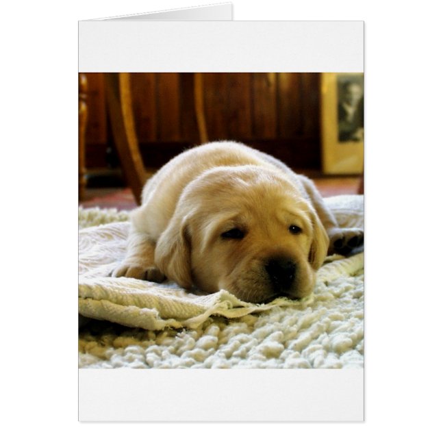 gele 2-labpuppy (Voorkant)