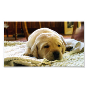 gele 2-labpuppy foto afdruk