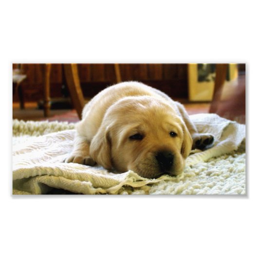 gele 2-labpuppy foto afdruk (Voorkant)