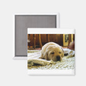 gele 2-labpuppy magneet (Voorkant / Achterkant)