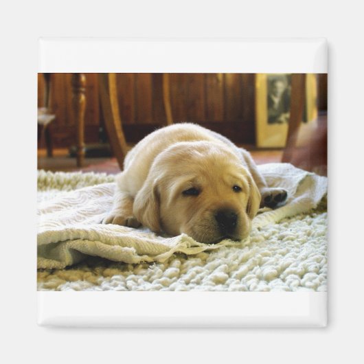 gele 2-labpuppy magneet (Voorkant)