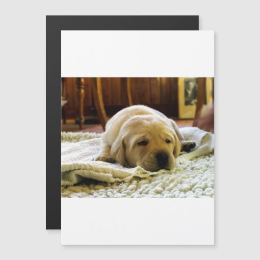 gele 2-labpuppy magnetische uitnodiging (Voorkant / Achterkant)