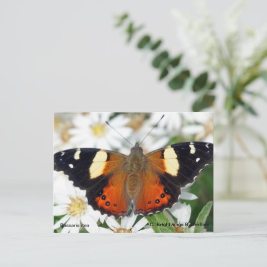 Gele admirale vlinder briefkaart (Staand voorkant)