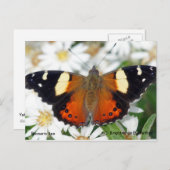 Gele admirale vlinder briefkaart (Voorkant / Achterkant)