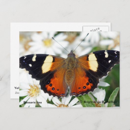 Gele admirale vlinder briefkaart (Voorkant / Achterkant)