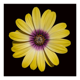 Gele Afrikaanse Madelief op Zwarte Bloemen Perfect Poster