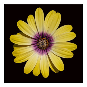 Gele Afrikaanse Madelief op Zwarte Bloemen Perfect Poster