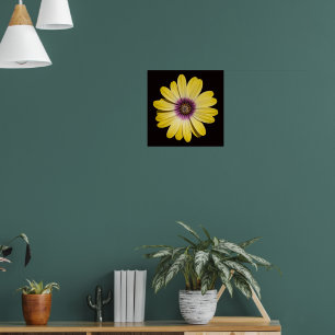 Gele Afrikaanse margriet op zwarte bloemen Poster
