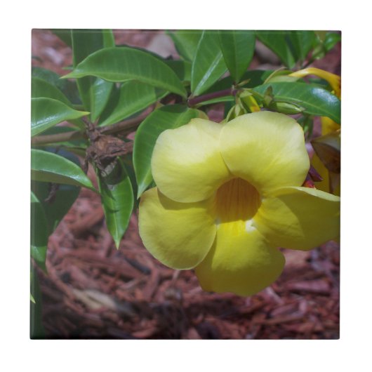 Gele Alamanda bloem Tegeltje (Voorkant)