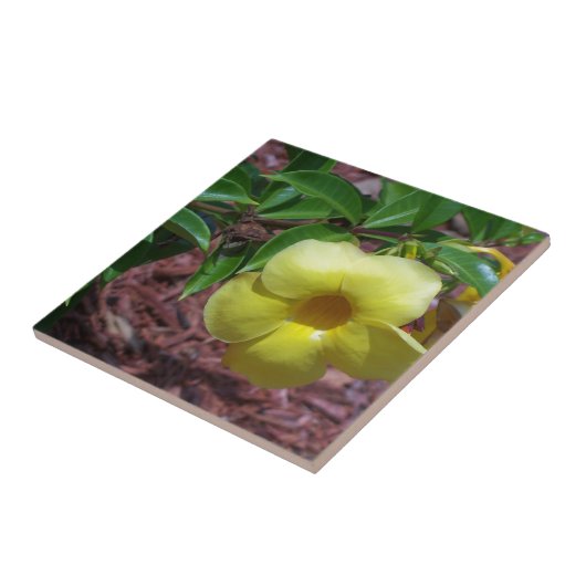 Gele alamandbloem tegeltje (Zijkant)