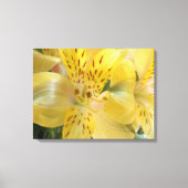 Gele alstroemeria Stretched Canvas Afdrukken (Voorkant)