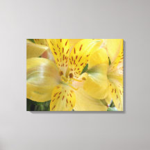 Gele alstroemeria Stretched Canvas Afdrukken