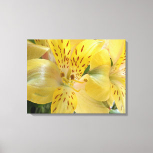 Gele alstroemeria Stretched Canvas Afdrukken
