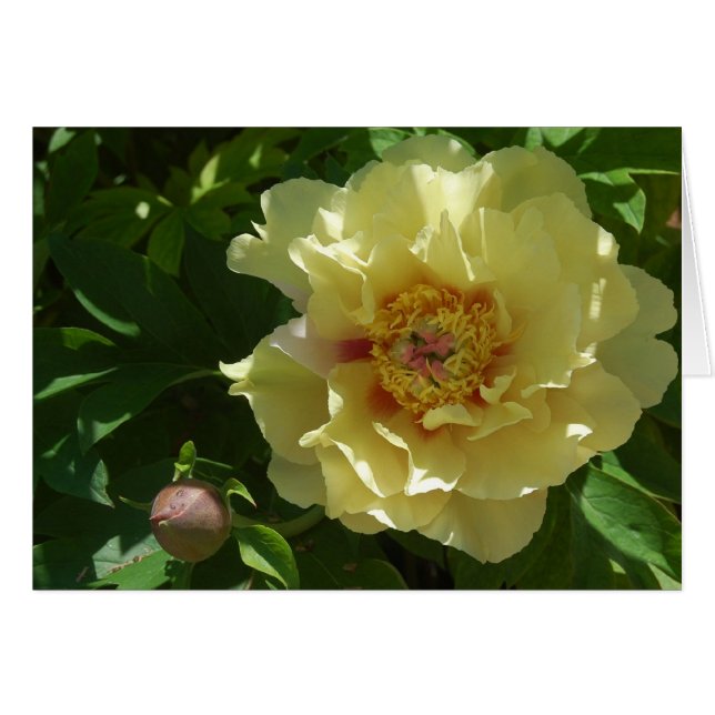 Gele ambitie (Voorkant Horizontaal)