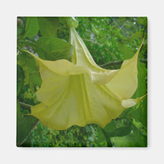 Gele Angel's Trumpet Magnet