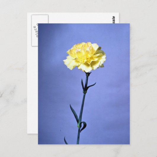 Gele anjer briefkaart (Voorkant / Achterkant)