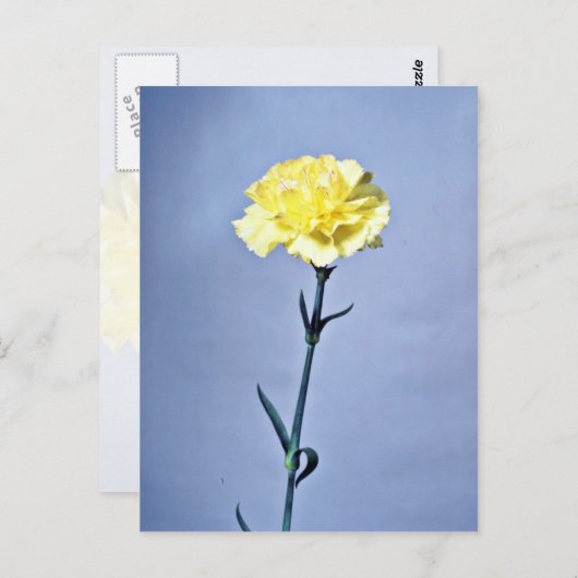 Gele anjerbloemen briefkaart (Voorkant / Achterkant)