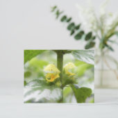 Gele archangel - Lamiumgaleobdolon Briefkaart (Staand voorkant)