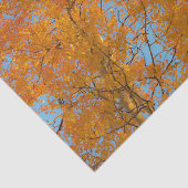  gele Aspen-bomen Foto Tissuepapier (Detail)