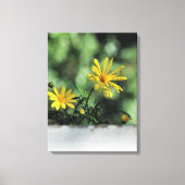 Gele Aster Wildflower Canvas Afdrukken (Voorkant)