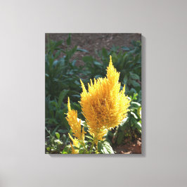 Gele Astilbe bloem Canvas Afdruk