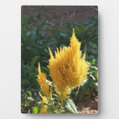 Gele Astilbe bloem Fotoplaat (voorkant)