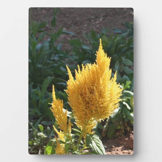 Gele Astilbe bloem Fotoplaat (voorkant)