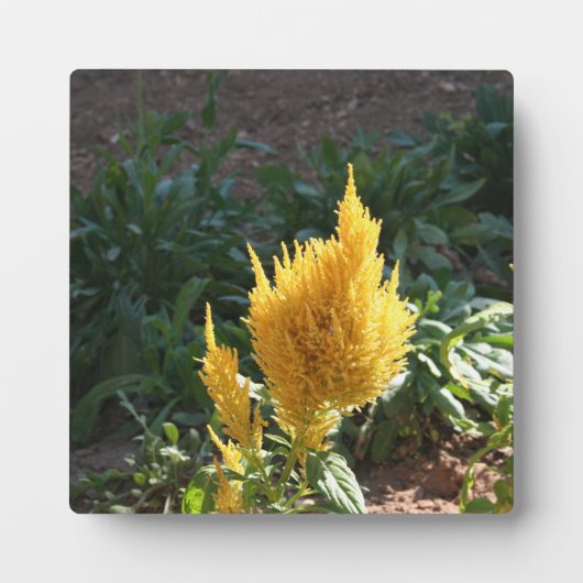 Gele Astilbe bloem Fotoplaat (Voorkant)