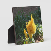 Gele Astilbe bloem Fotoplaat (Voorkant)