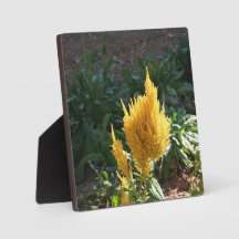 Gele Astilbe bloem