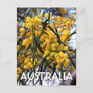 Gele Australische waterboombloesem 2 Briefkaart