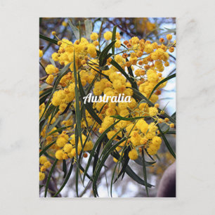 Gele Australische wattenboombloesems Briefkaart