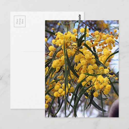 Gele Australische wattenboombloesems Briefkaart (Voorkant / Achterkant)