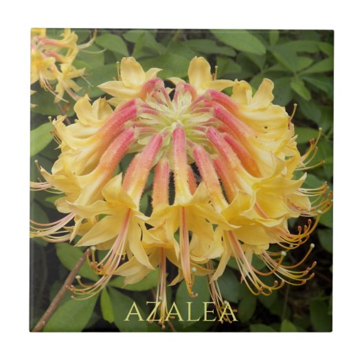 Gele Azalea Blooms Floral Tegeltje (Voorkant)